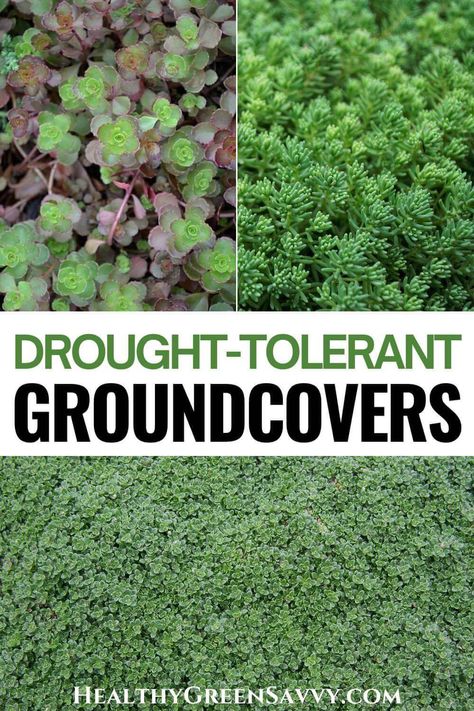 If you live in an area with frequent dry spells, finding plants that can thrive in your garden can be a challenge. Drought-tolerant ground covers are a great solution: They're low maintenance, water-efficient, and add visual interest to your garden. Here are 14 low-growing drought-resistant ground cover plants perfect for dry, hot climates. | groundcover plants | xeriscaping | climate-friendly gardening | drought resistant plants | ecological landscaping | Outdoor, Exterior, Ground Cover Seeds, Ground Cover Drought Tolerant, Heat Tolerant Plants, Drought Resistant, Ground Cover Plants Shade, Ground Cover Plants, Evergreen Ground Cover Plants