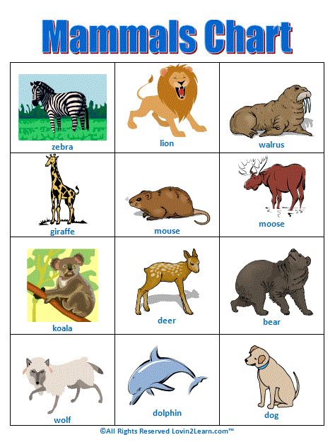 Mammals Chart  www.loving2learn.com Animal Kingdom, Montessori, Animals, Reptiles, Lions, Mammals Activities, Animals Wild, Animal Activities, Animal Classification
