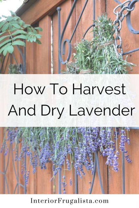 Crafts, Diy, Ideas, Outdoor, Art, Harvesting Lavender, Growing Herbs, Growing Lavender, How To Propagate Lavender