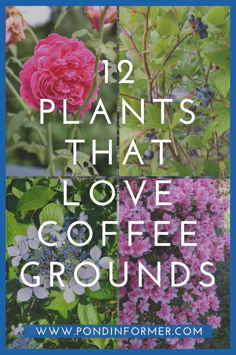 Gardening, Garden Care, Florida, Compost, Coffee Grounds Garden, Coffee Grounds For Plants, Plant Benefits, Planting Herbs, Growing Herbs