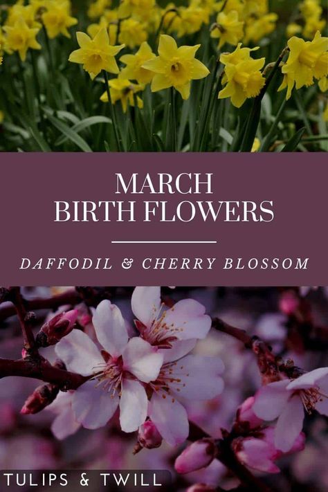 March Birth Flowers and Their Meanings - Tulips and Twill Tulips, Gardening, Ink, March Birth Flowers, Birth Flowers, Birth Month Flowers, Flowers To Go, Flower Meanings, Birth Month