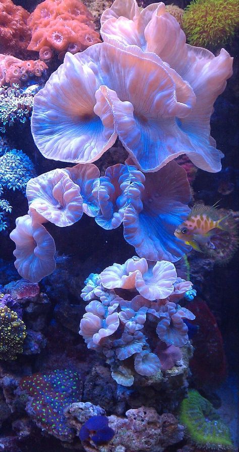 Coral Reefs, Coral, Nature, Coral Reef, Corals, Sealife, Coral Wallpaper, Live Coral, Coral Life