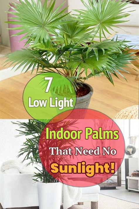 Diy, Indoor Plants Low Light, Best Indoor Plants, Indoor Palm Plants, Indoor Palm Trees, Best Indoor Trees, Indoor Plants, Bamboo Palm Indoor, Indoor Palms