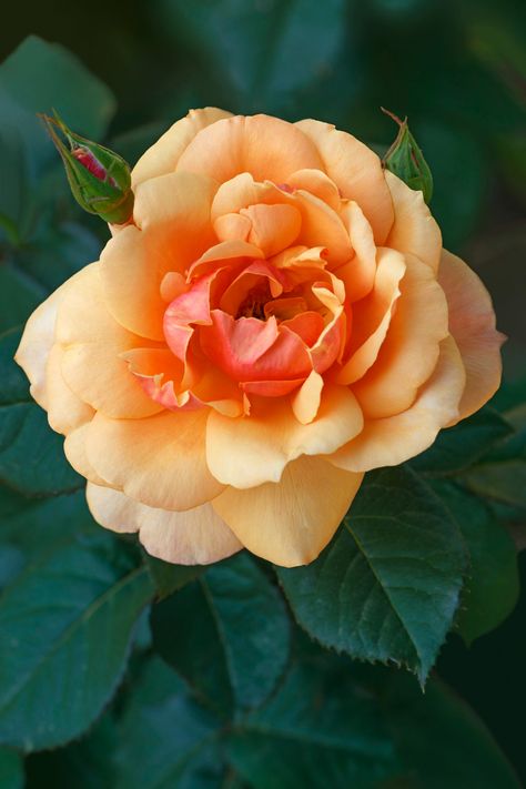 Discover the charm of growing hybrid tea roses in your garden! Our guide unveils the secrets of successful planting, from choosing the perfect spot to care and maintenance tips. Learn to create a spectacle of colors and fragrances that will beautify your outdoor space. 🌹✨ Visit our blog and become an expert in hybrid tea roses! #HybridRose #Gardening #tearose #roses #orangeflowers 🌿🌸 [Click and Read More!] Gardening, Outdoor, Roses, Plants, Flower Beds, Floral, Hybrid Tea Roses, Growing, Tea Roses