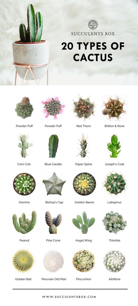 20 types of cactus // plants | home | natural designs | time-honored Succulent Gardening, Cactus, Garden Types, Cacti And Succulents, Types Of Succulents, Types Of Cactus Plants, Succulents Garden, Cactus Types, Planting Succulents