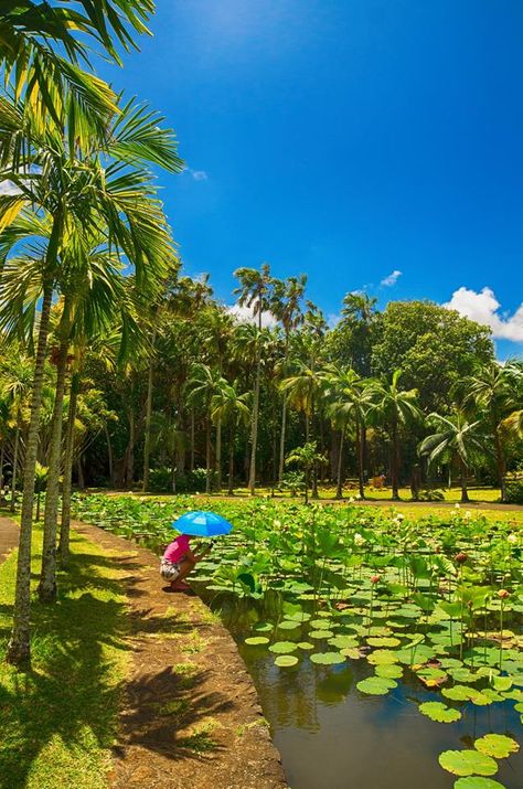 Jardin botanique Sir Seewoosagur Ramgoolam - Jardin de Pamplemousse Mauritius, Inspiration, Instagram, Nature, Île Maurice, Georges, Voyage, Jardin, Voyages