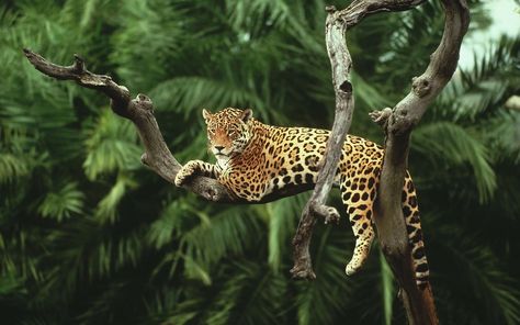 Wallpaper Leopard On Tree, Nature, Animals, Jaguars, Cat Big Cats, Pantanal, Chat, Wald, Cats, Wild, Jaguars, Fauna, Animaux