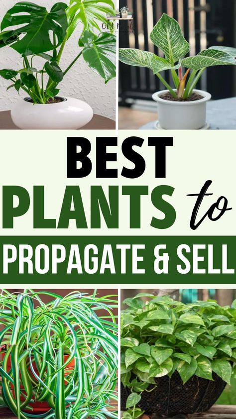 Best Plants to Propagate & Sell – GIY Plants Ideas, Plants, Gardening, Flores, Plant Cuttings, Cool Plants, Collection, Easy Plants