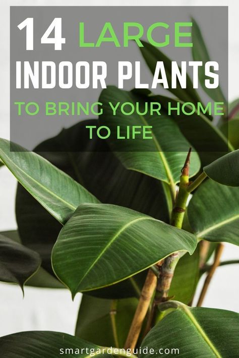 18 large low light houseplants to bring your home to life. These larger plants will thrive in low light or bright, indirect light in your home. Fill your home with greenery and enjoy the relaxing and calming effects of having greenery indoors. Gardening, Home Décor, Best Indoor Plants, Indoor Plants Low Light, Large Indoor Plants, House Plants Indoor, Houseplants Low Light, Indoor Plants, Houseplants Indoor