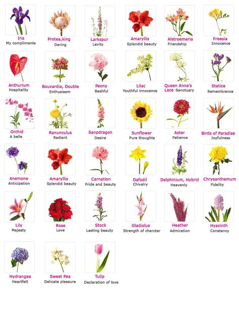 Flowers, Their Meanings, And Which Ones NOT To Give Your Valentine Floral, Flowers, Flower Tattoos, Flower Meanings, Flower Names, Flower Guide, Different Flowers, Flower Power, Flower Chart