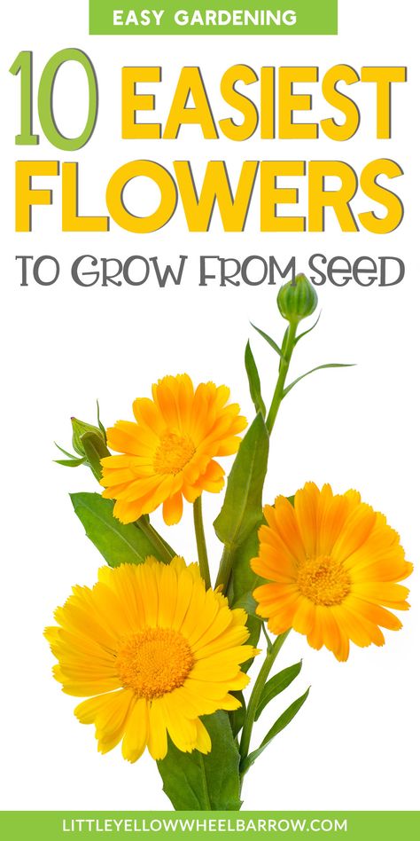 Planting Flowers, Ideas, Jazz, Planting Seeds, Camping, Floral, Planting Flowers From Seeds, Easy To Grow Flowers, Planting Flowers 101