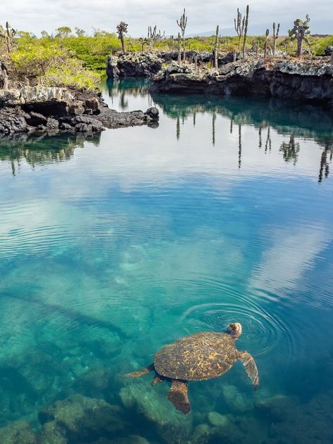 If you manage only a single tour, though, it has to be Los Tuneles. By all accounts, this is the best day tour on Isla Isabela, but arguably also one of the best snorkelling spots on any of the Galápagos Islands. Machu Picchu, Tours, Peru, Galapagos, Machu Pichu, Paisajes, Ecuador, Galapagos Ecuador, Animales
