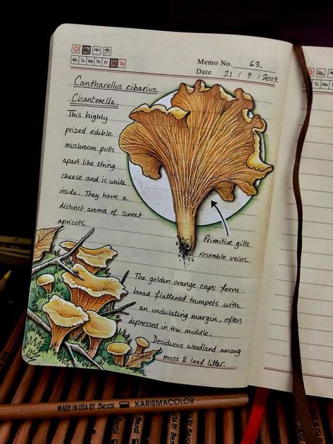 Croquis, Flora, Book Of Shadows, Books, Nature, Botanica, Fungi, Plant Journal, Botanical Sketchbook