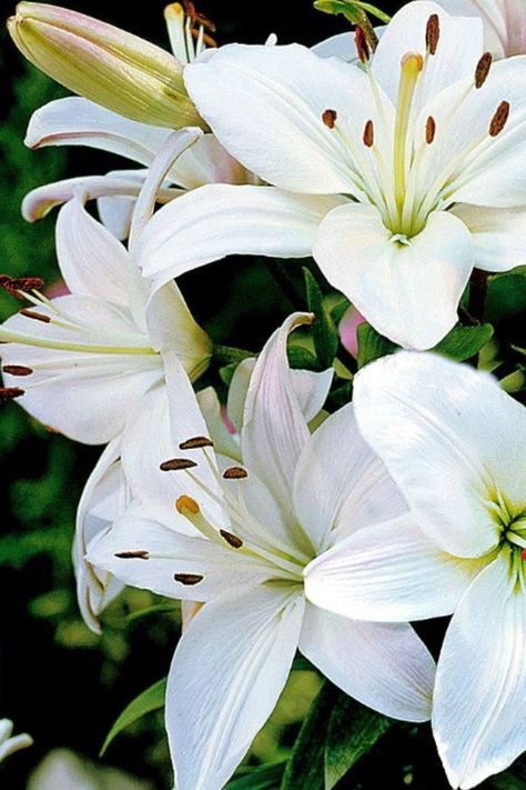 flowers Peonies, Floral, Tulips, Fleur De Lys, Dahlia, White Lilies, Lily Flower, Lily, Bloemen