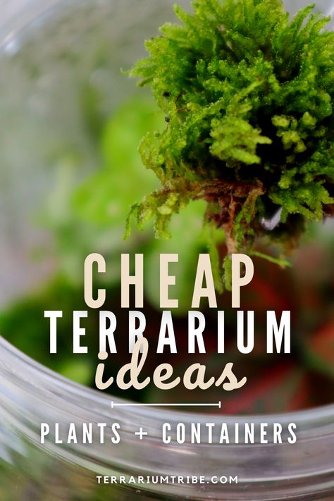 Create stunning terrariums without breaking the bank! 💸✨ Our guide is packed with thrifty terrarium tips and budget-friendly ideas to help you craft your own lush, miniature worlds. Learn how to repurpose containers, source inexpensive plants, and get creative with decor. Transform ordinary into extraordinary as you unleash your DIY terrarium magic on a budget. Crafts, Decoration, Terrariums, Terrarium, Floral, How To Make Terrariums, Diy Moss Terrarium, Terrarium Containers, Terrarium Supplies