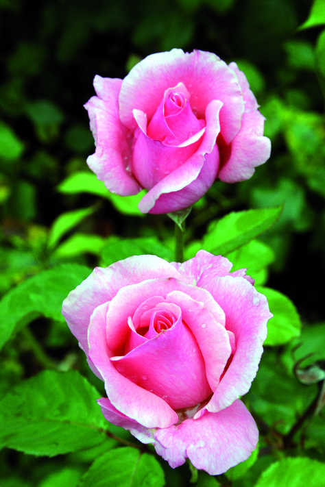 Rose a fiori grandi, tutte le informazioni e i consigli Flowers, Floral, Fiore, Rosas, Bouquet, Rosa, Rose, Rose Flower, Flower Power