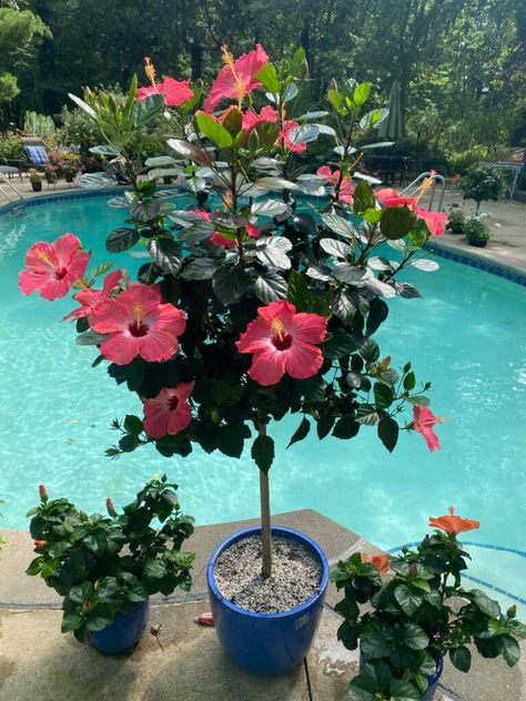 Hibiscus, What To Plant With Hibiscus, Hibiscus Tree Care, Growing Hibiscus, Hibiscus Garden, Hibiscus Bush, Hibiscus Plant, Hibiscus Tree, Hibiscus Flowers
