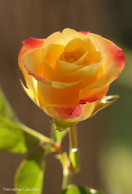 Flora, Beautiful Roses, Golden Rose, Beautiful Flowers, Rose, Rose Flower, Beautiful, Rosas, Love Rose