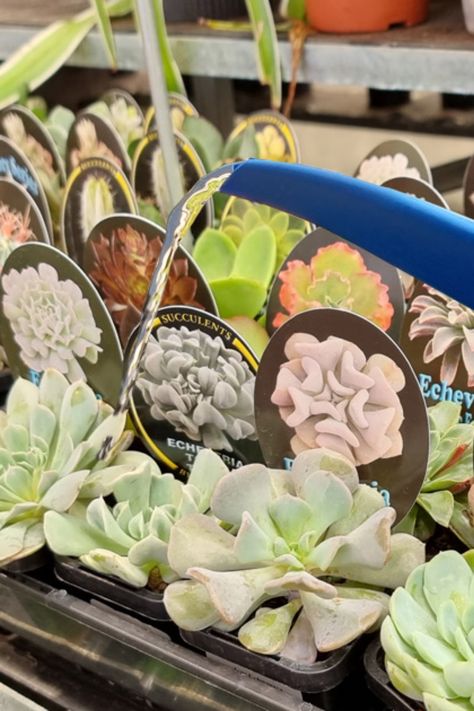 Assortment of succulent plants in pots on display with visible identification tags. Art, Succulent Plants, Watering Succulents, Succulent Care, Planting Succulents, How To Water Succulents, Succulent Gardening, Watering, Succulent Pots