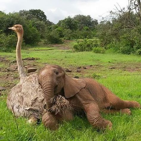ostrich-snuggles-orphaned-elephants-5 Animals, Unlikely Animal Friends, Pet Birds, Unusual Animals, Animals Wild, Animals Friendship, Animals And Pets, Animals Friends, Animals Beautiful