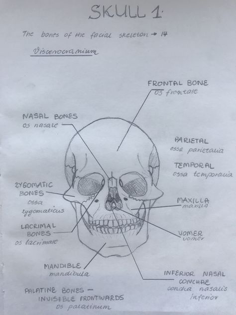 Crafts, Facial Muscles Anatomy, Facial Bones, Anatomy Flashcards, Physiotherapy, Face Massage, Anatomy And Physiology, Anatomy Study, Human Anatomy And Physiology