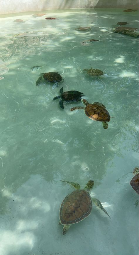 Animals, Nature, The Ocean, Sea Turtles, Ocean Girl, Ocean Turtle, Ocean Pics, Beach Pictures, Cute Animals