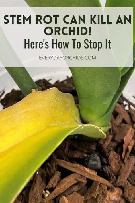 Stem rot most often afflicts Phalaenopsis and Vanda orchids and can be deadly if left untreated. Learn to identify, treat and prevent stem rot, or collar rot, in your orchid. #Orchid #OrchidCare #Phalaenopsis #StemRot Terrarium, Art, Orchid Diseases, Orchid Care, Growing Orchids, Orchid Fertilizer, Repotting Orchids, Phalaenopsis Orchid Care, Orchid Plant Care