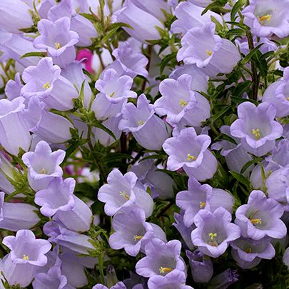 Pastel, Gardening, Purple Flowers, Flowers, Blue Bell Flowers, Wholesale Flowers, Bloom, My Flower, Flores