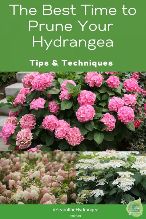 Shaded Garden, Outdoor, Planting Flowers, When To Prune Hydrangeas, Pruning Hydrangeas, Planting Hydrangeas, Growing Hydrangeas, Hydrangea Plant Care, Caring For Hydrangeas