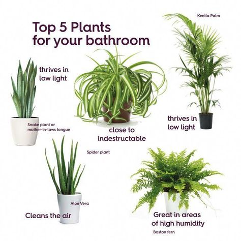 Best plants for bathrooms #bedroomplants Gardening, Outdoor, Bath, Plants For Bathroom, Plant Care, Best Bathroom Plants, Bathroom Plants No Sunlight, Best Indoor Plants, Plants Indoor