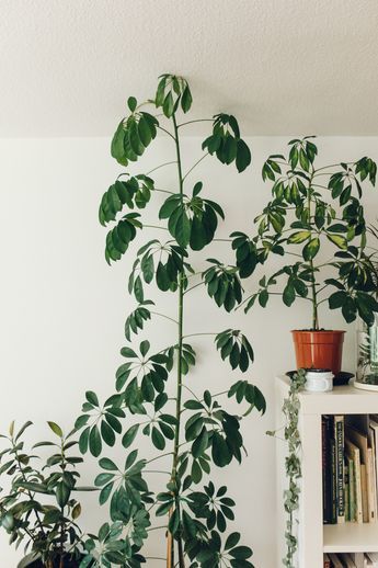 17 Best Indoor Trees (and Tropical Plants) to Grow in Your House House Plants, Planting Flowers, House Plant Care, Garden Plants, Trees To Plant, Plant Life, Indoor Plants Styling, Plant Leaves, Indoor Plants