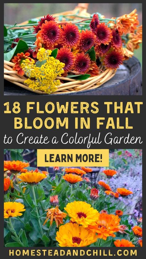 Come discover the 18 Flowers that bloom in Fall to create a colorful garden. These fall blooming flowers are great to grow in your garden for colorful autumn blooms, including a mix of annuals and perennials. Many flowers bloom through the fall, offering an extended pop of color as well as a continued food source for pollinators, so make sure you have these fall flowers to plant in your garden. Visit Homestead and Chill for the list. Art, Fall Blooming Flowers, Fall Flowers Garden, Autumn Flowering Plants, Growing Flowers, Fall Planting, Flowers Perennials, Annual Flowers, Fall Plants