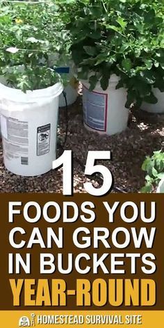 Compost, Homestead Survival, Container Gardening, Gardening, Container Gardening Vegetables, Home Vegetable Garden, Growing Vegetables In Pots, Small Vegetable Gardens, Backyard Vegetable Gardens