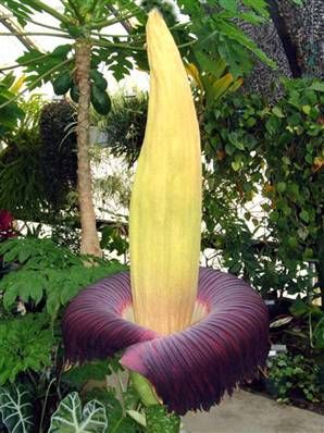 A flower taller than a man, stinking strongly of putrefying roadkill and colored deep burgundy to actually mimic rotting flesh… sounds like something fun to witness, doesn’t it? But Indonesia’s titan arum—or “corpse flower” as known by locals—is a real, if rare, phenomenon, pollinated in the wild by carrion-seeking insects. Nature, Indonesia, Exotic, Bunga, Tuin, Jardim, Naturaleza, Exotic Plants, Different Plants
