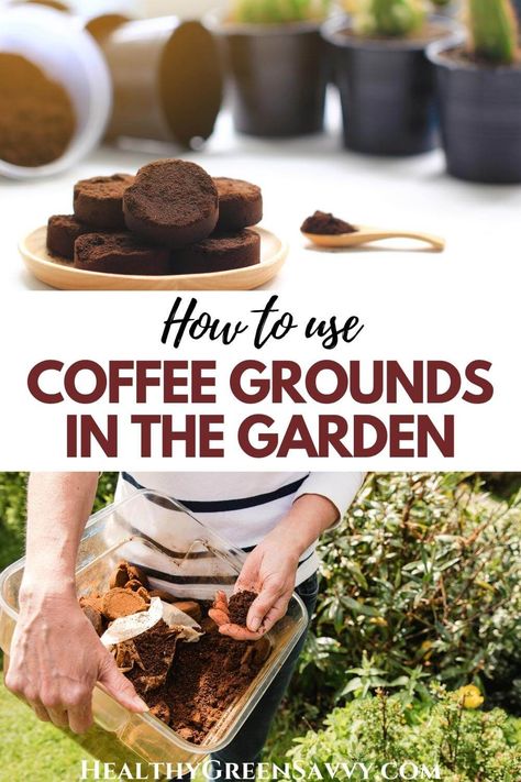 Have you heard that coffee grounds are good for plants? Some of the uses for coffee grounds people suggest are actually *harmful* to plants. Here's what to know about how to use coffee grounds in the garden correctly. #gardening #gardenhacks | garden tips | coffee ground uses | garden myths | DIY fertilizer | Diy, Urban, Gardening, People, Desserts, Bugs And Insects, Ideas, Uses For Coffee Grounds, Coffee Grounds For Plants