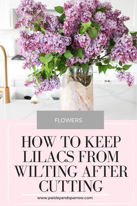 How to Keep Lilacs from Wilting After Cutting - Paisley & Sparrow Bonito, Decoration, Planting Flowers, Outdoor, Bugs And Insects, Lilac Bushes, Flowers Perennials, Shrubs, Flowering Plants