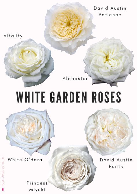 Bouquets, Gardening, Rose Varieties, Cream Roses, White Gardens, Rose, Peach Roses, Fresh Cut Flowers, Types Of Roses
