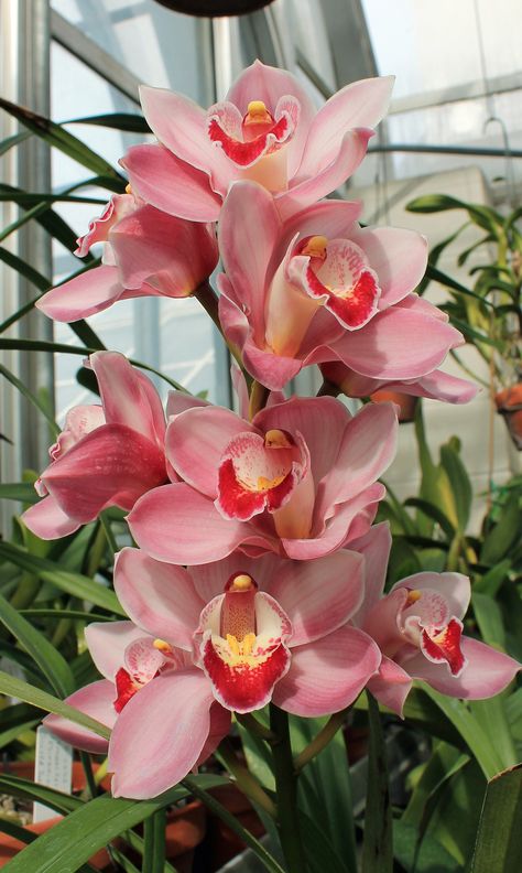 Cymbidium Flora, Cymbidium Orchids, Orchidaceae, Cattleya Orchid, Orchid Flower, Orchid Care, Orchid Plants, Orchids, Rosas