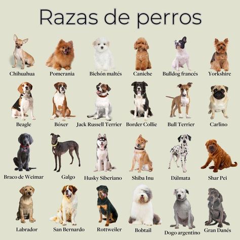 Razas de perros: nombres, fotos y características Labrador, Dogs, Pugs, Collie, Chihuahua, Perros, Bulldog Frances, Bichon, Bulldog