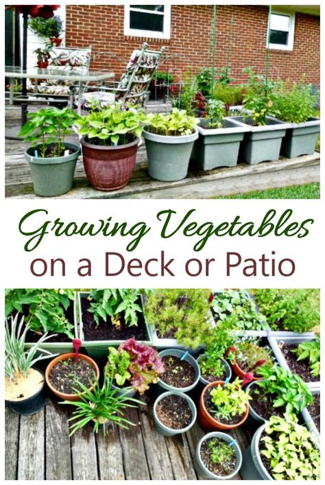 Container Gardening, Gardening, Home Vegetable Garden, Container Gardening Vegetables, Garden Veggies, Growing Vegetables In Pots, Veg Garden, Veggie Garden, Gardening For Beginners