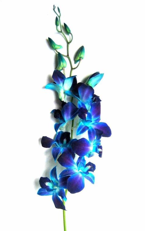 Orchids Centrepieces, Wedding Flowers, Floral, Decoration, Summer, Flower Arrangements, Blue Orchid Flower, Wholesale Flowers, Orchid Flower
