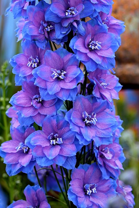 Specializing in rare and unusual annual and perennial plants, including cottage garden heirlooms and hard to find California native wildflowers. Delphinium Flowers, Delphinium, Unusual Flowers, Flower Arrangements, Bloemen, Flower Garden, Rosas, Flores, Beautiful Flowers