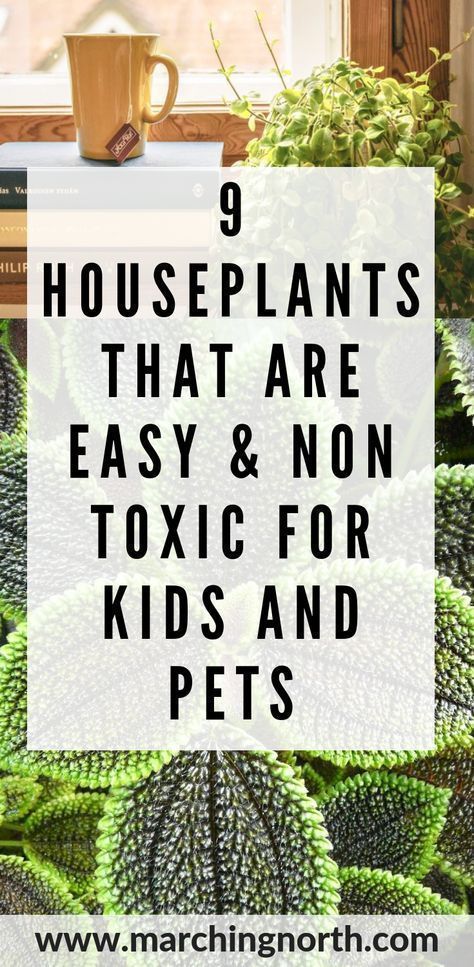 . Gardening, Container Gardening, Diy, Compost, Gardening With Kids, Houseplants Safe For Cats, Cat Safe House Plants, Safe House Plants, Dog Safe Plants