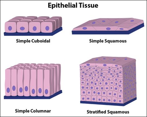 "Epithelial tissue is composed of tightly connected cells arranged in one or more layers. Epithelial tissues covers the whole surface of the body (it's your skin!) as well as lining all cavities and forming glands. Epithelial tissues as many functions including protection, sensation, diffusion, secretion, absorption and excretion."  http://www.hartnell.edu/tutorials/biology/tissues.html Biochemistry, Cavities, Tissue Types, Medical Science, Physiology, Tissue Biology, Dermatology, Human Anatomy And Physiology