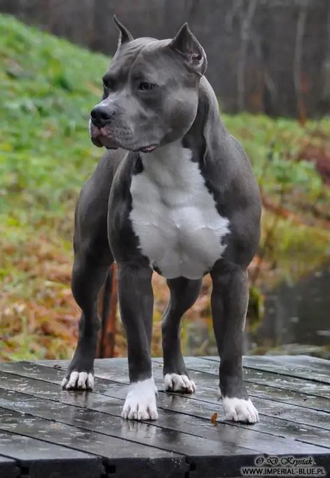 35 Pictures That Will Restore Your Faith In Pit Bull Terriers - The Paws Pitbull, Dieren, Terrier, Bull Terrier, Staffordshire Terrier, Perros, American Staffordshire Terriers, American Staffordshire Terrier, American Staffordshire