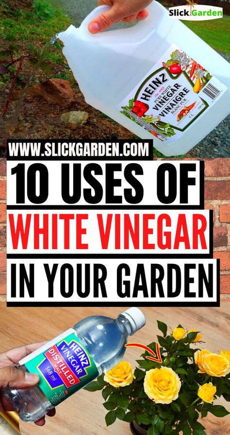 Garden Care, Vinegar, Uses For White Vinegar, White Vinegar Cleaning, Vinegar Cleaning, Vinegar Uses, Vinegar And Water, White Vinegar, Fertilizer For Plants