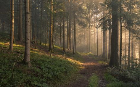 A magical morning | In the Black Forest 2016. | Guido | Flickr Nature, Photo, Resim, Fotos, Fotografie, Background, Aesthetic Pictures, Picture, Fotografia
