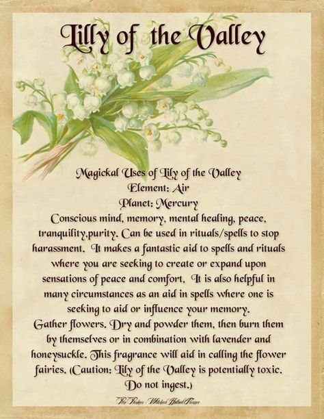 Lily Of The Valley ... magical Herbs, Medicinal Plants, Healing Herbs, Lily Of The Valley, Magic Herbs, Green Witchcraft, Witch Herbs, Herbal Magic, Medicinal Herbs