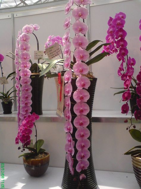Ideas, Hibiscus, Hoa, Wallpaper, Jardin, Purple Wallpaper, Flores, Beautiful, Vanda Orchids