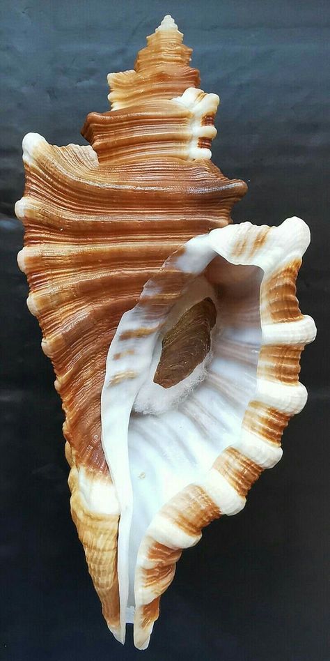 Coral, Sea Glass, Conch, Snail Shell, Conchiglie, Conchas De Mar, Shell Art, Sealife, Gems